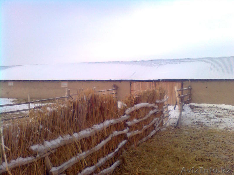 животноводческий бизнес - Изображение #4, Объявление #1051287