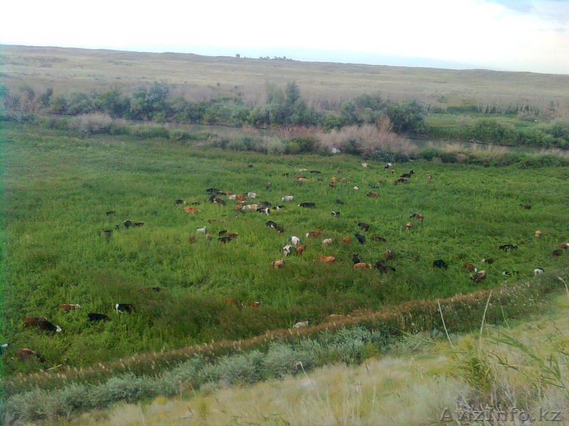 животноводческий бизнес - Изображение #3, Объявление #1051287