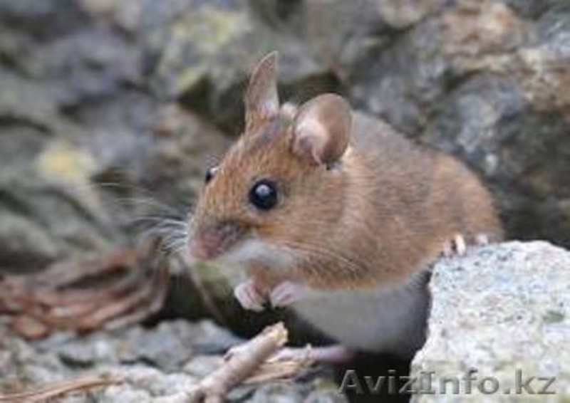 уничтожение крыс и мышей - Изображение #3, Объявление #1064566