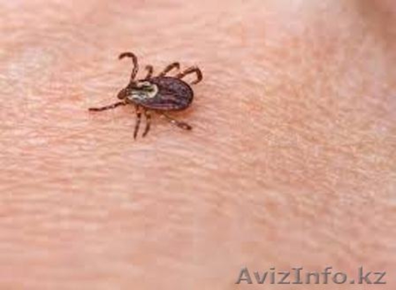 уничтожение клещей в Алматы  - Изображение #3, Объявление #1064583