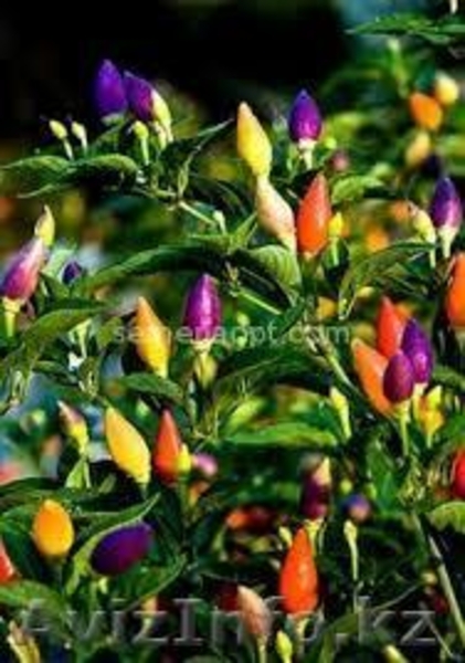 Продам недорого саженцы черной малины! - Изображение #8, Объявление #1060773