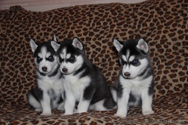 Щенки Хаски питомник ===|тэги удалены|=== - Изображение #1, Объявление #1051688