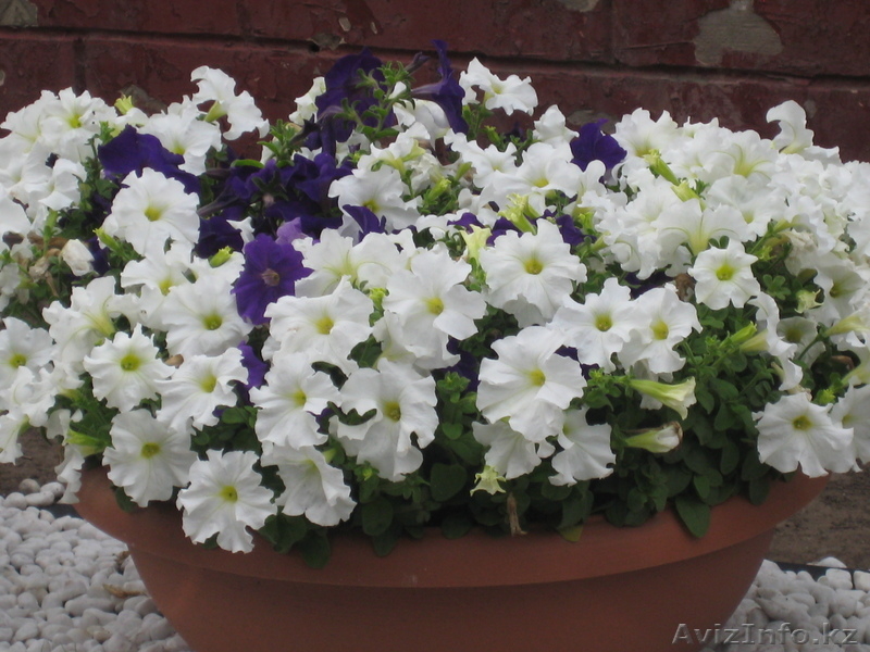 Из рук в руки продам клумбовые цветы  из собственной теплицы - Изображение #2, Объявление #1056475