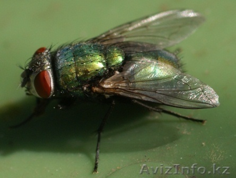 уничтожение мух - Изображение #3, Объявление #1064584