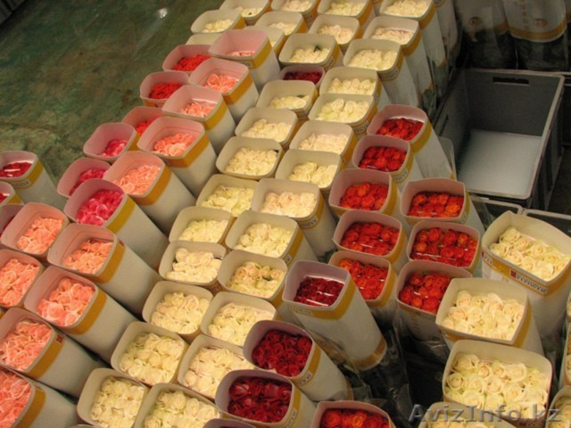 Букет из 151 роз за смешную цену - Изображение #2, Объявление #1057515