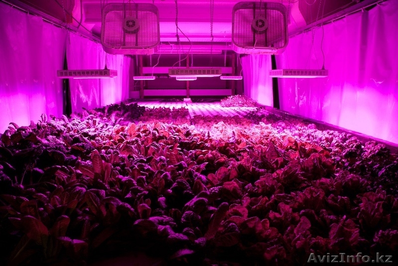 Фито Лампа светодиодная LED - Изображение #3, Объявление #1064293