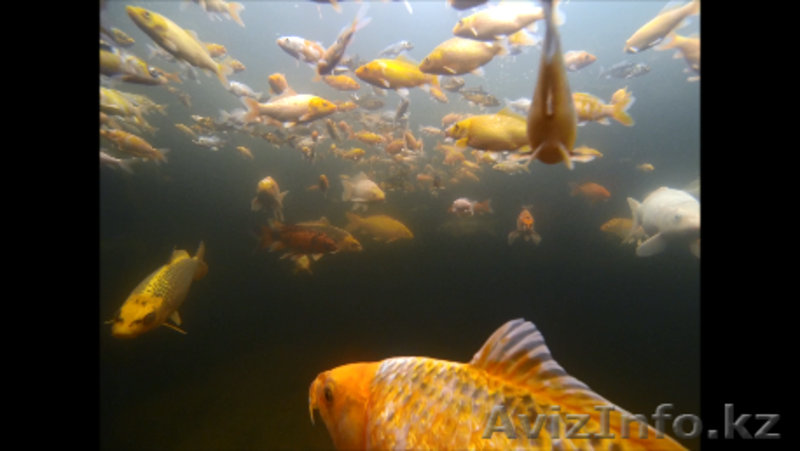 Кои (японские карпы) - Изображение #3, Объявление #1061273