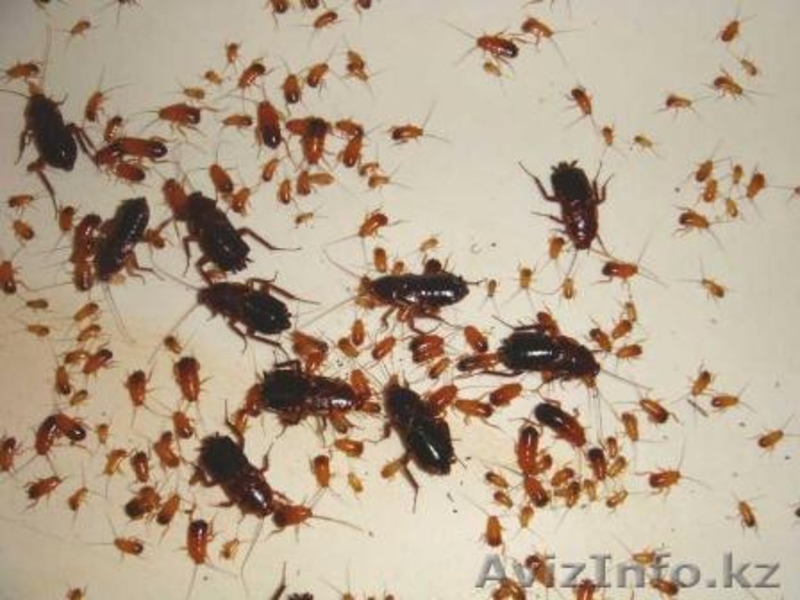 уничтожение тараканов - Изображение #2, Объявление #1064565