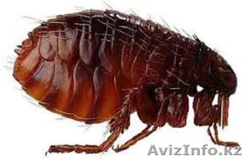 уничтожение блох в Алматы - Изображение #1, Объявление #1064567