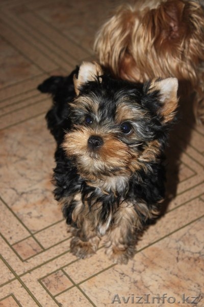Очаровательные щенки йоркширского терьера - Изображение #2, Объявление #1080734