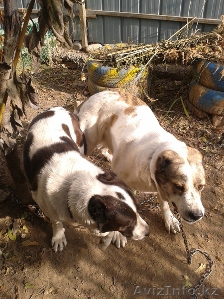 Щенок алабая, девочка 3 мес. - Изображение #2, Объявление #1078360