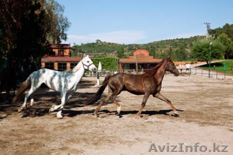 Детский лагерь Rainbow в Кемере, Турция! - Изображение #3, Объявление #1072645