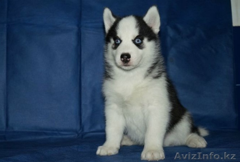 Продам щенков хаски - Изображение #1, Объявление #1081152