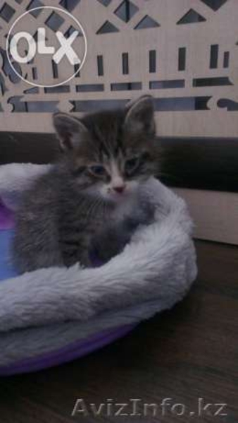 Котёнок как ребёнок, ищет маму!!! - Изображение #1, Объявление #1080361