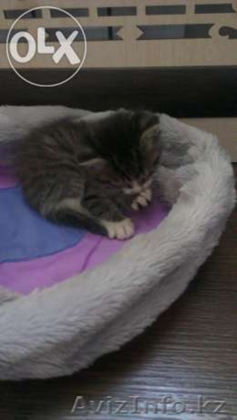 Котёнок как ребёнок, ищет маму!!! - Изображение #3, Объявление #1080361