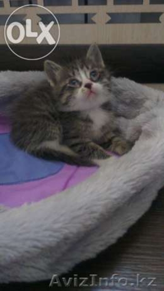 Котёнок как ребёнок, ищет маму!!! - Изображение #5, Объявление #1080361