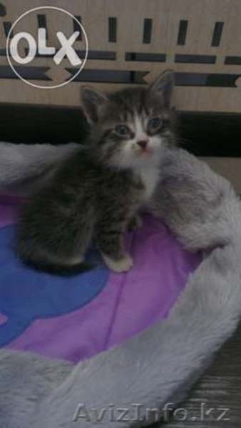 Котёнок как ребёнок, ищет маму!!! - Изображение #6, Объявление #1080361