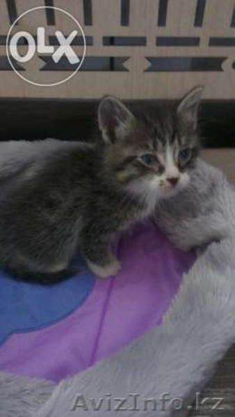 Котёнок как ребёнок, ищет маму!!! - Изображение #7, Объявление #1080361