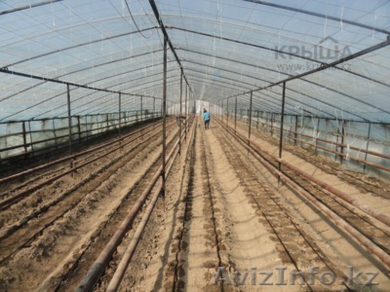 Продажа тепличного хозяйства - Изображение #5, Объявление #956296