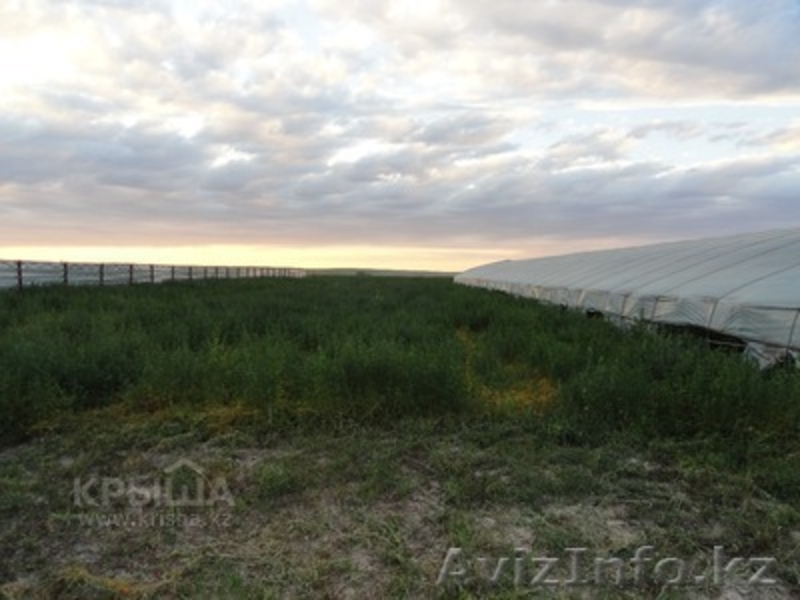 Продажа тепличного хозяйства - Изображение #6, Объявление #956296