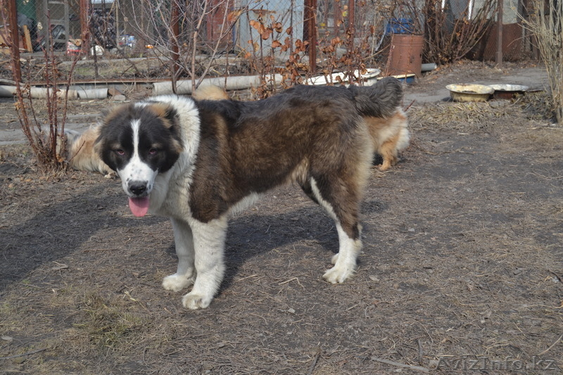 подращённый щенок сао (тобет, алабай) - Изображение #4, Объявление #1010011