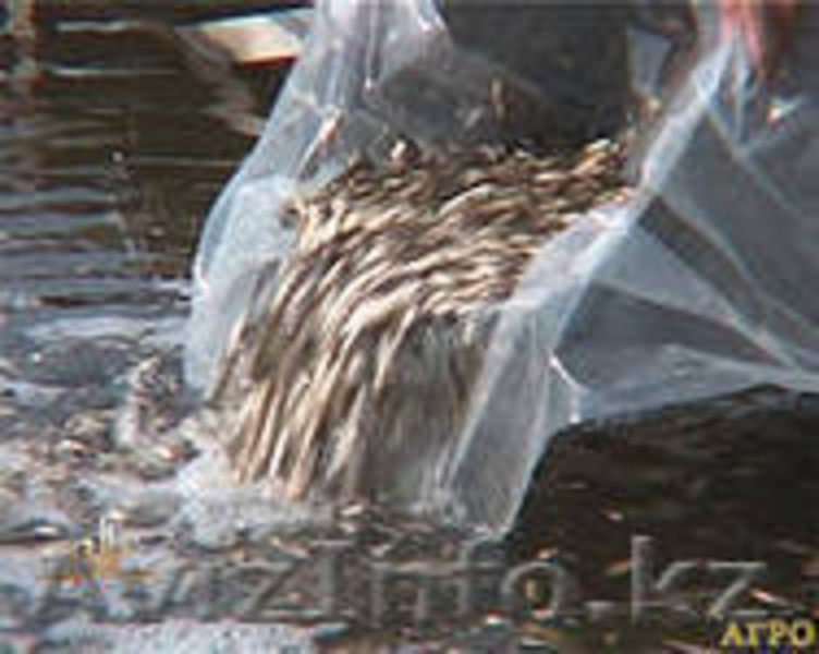 Продаем рыбопосадочный материал - Изображение #3, Объявление #1077712