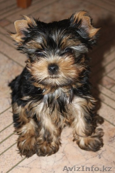 Очаровательные щенки йоркширского терьера - Изображение #1, Объявление #1080734