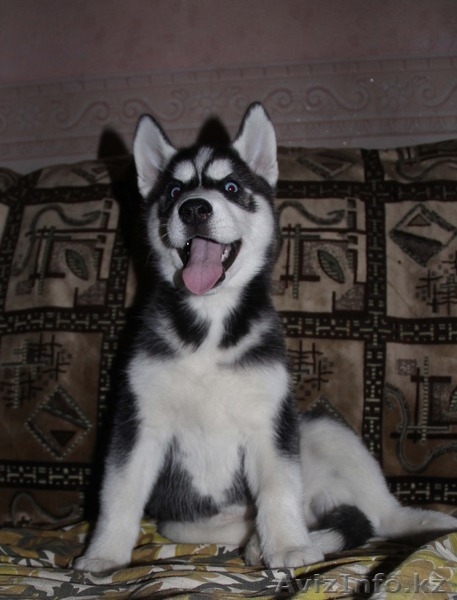 Щенки Хаски питомник ===|тэги удалены|=== - Изображение #9, Объявление #1079899