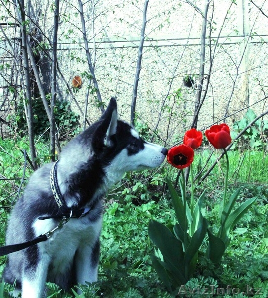 Щенки Хаски питомник ===|тэги удалены|=== - Изображение #7, Объявление #1079899