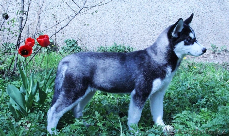 Щенки Хаски питомник ===|тэги удалены|=== - Изображение #1, Объявление #1079899