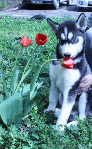 Щенки Хаски питомник ===|тэги удалены|=== - Изображение #5, Объявление #1079899