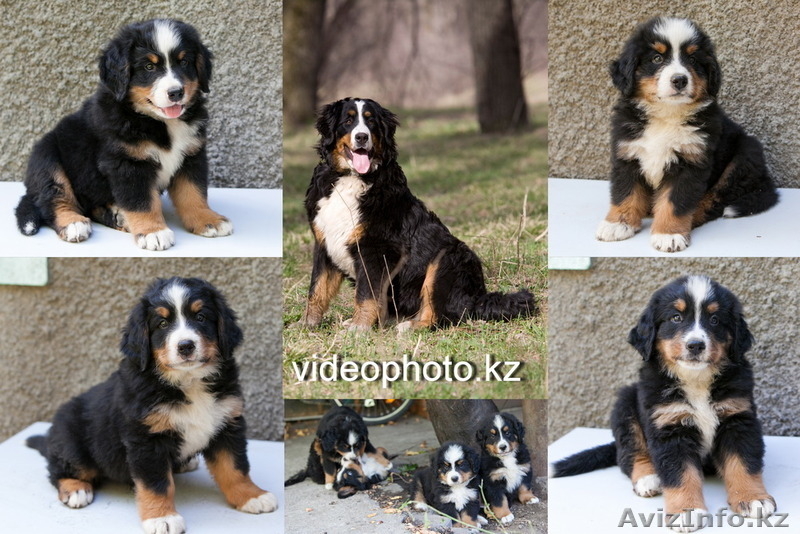 Продам элитных щенков Бернского зенненхунда, мальчика, 4 месяца, привитый - Изображение #2, Объявление #777439