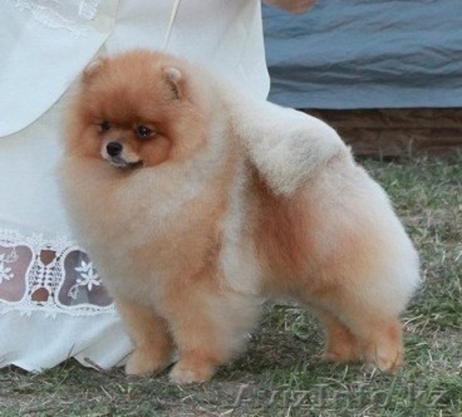 щенок немецкого шпица - Изображение #2, Объявление #1060388