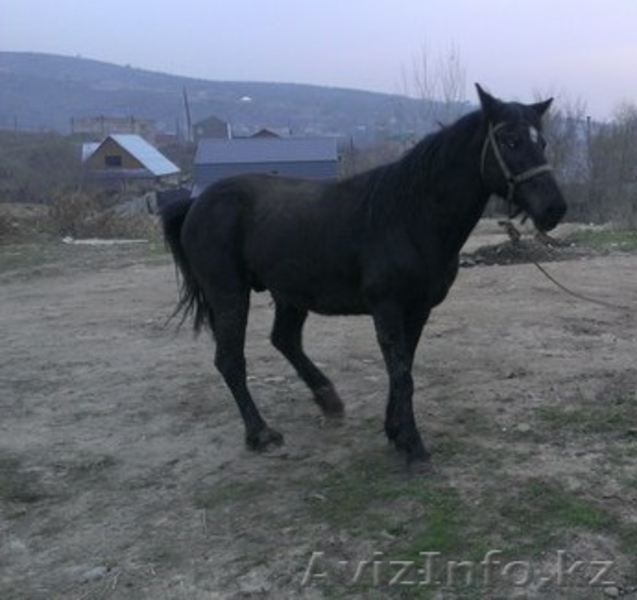 продам лошадь    жеребец                                                         - Изображение #3, Объявление #1079295