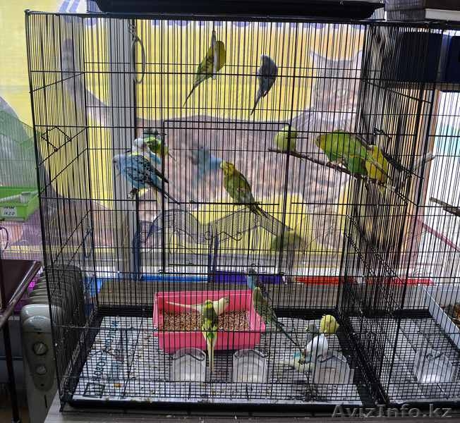 Продам попугаев и певчих птиц - Изображение #2, Объявление #1075111