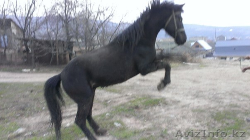 продам лошадь    жеребец                                                         - Изображение #4, Объявление #1079295