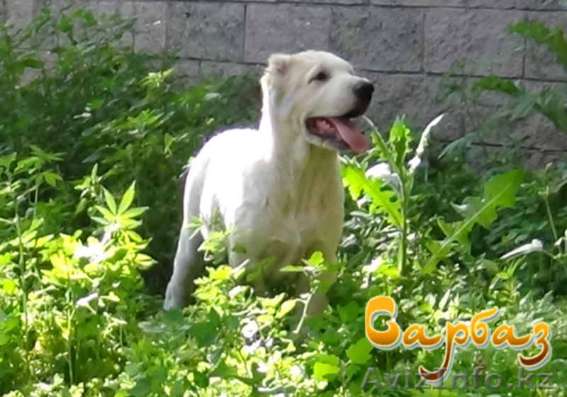 Продажа щенков Алабая - Изображение #1, Объявление #1095533