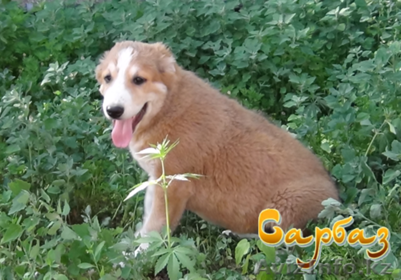 Продажа щенков Алабая - Изображение #2, Объявление #1095533