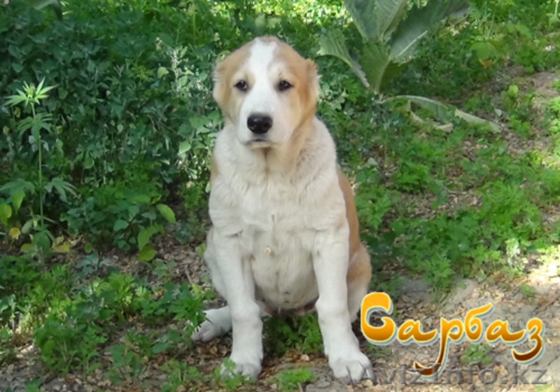 Продажа щенков Алабая - Изображение #3, Объявление #1095533