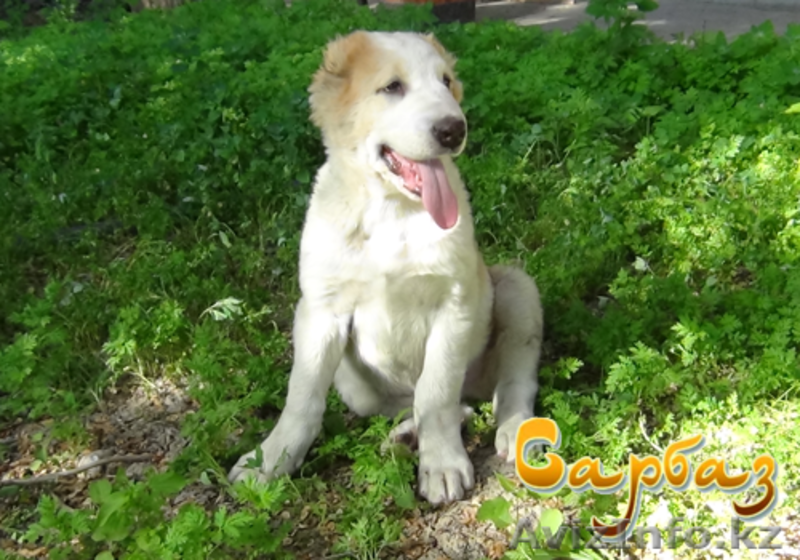 Продажа щенков Алабая - Изображение #5, Объявление #1095533