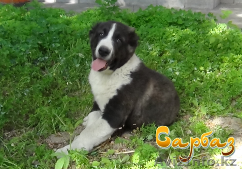 Продажа щенков Алабая - Изображение #7, Объявление #1095533