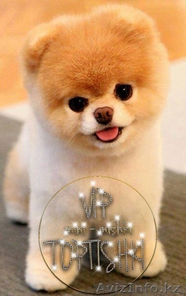 Шикарнейшие мини-щенки карликового померанского шпица SHOW-Classa!!! - Изображение #8, Объявление #1088929