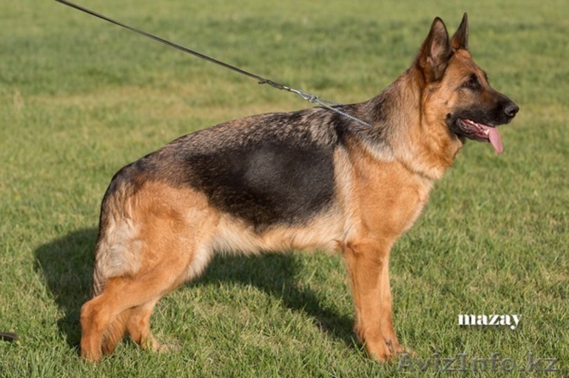 Продам щенка немецкой овчарки. От ипмортной пары - Изображение #3, Объявление #1096952