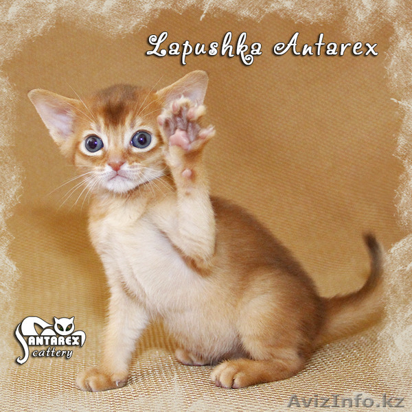 Абиссинские котята – домашние маленькие пумы.  - Изображение #3, Объявление #963578