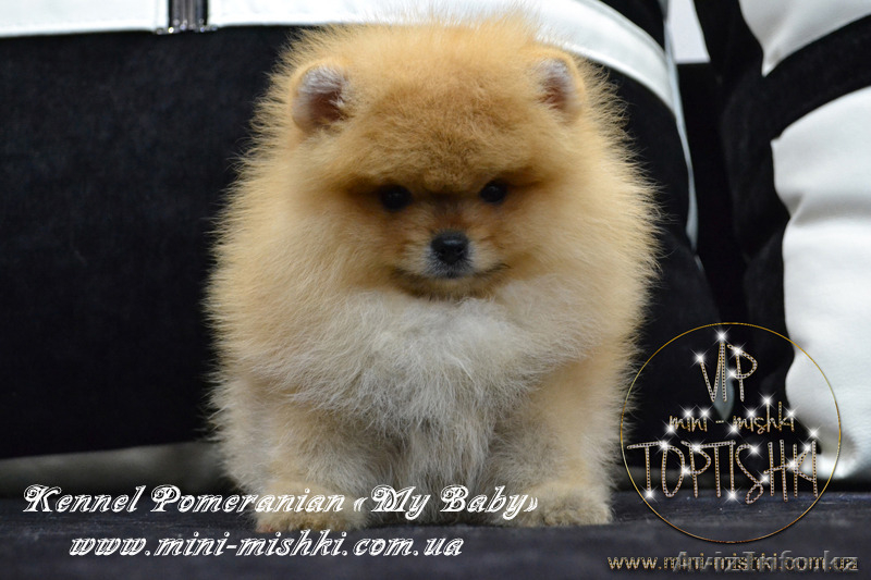 Шикарнейшие мини-щенки карликового померанского шпица SHOW-Classa!!! - Изображение #1, Объявление #1088929