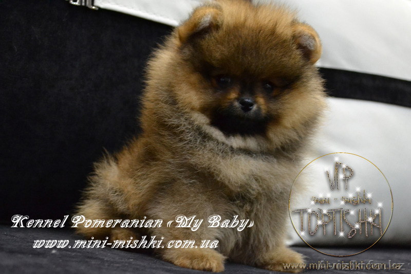 Шикарнейшие мини-щенки карликового померанского шпица SHOW-Classa!!! - Изображение #5, Объявление #1088929