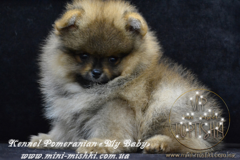 Шикарнейшие мини-щенки карликового померанского шпица SHOW-Classa!!! - Изображение #7, Объявление #1088929