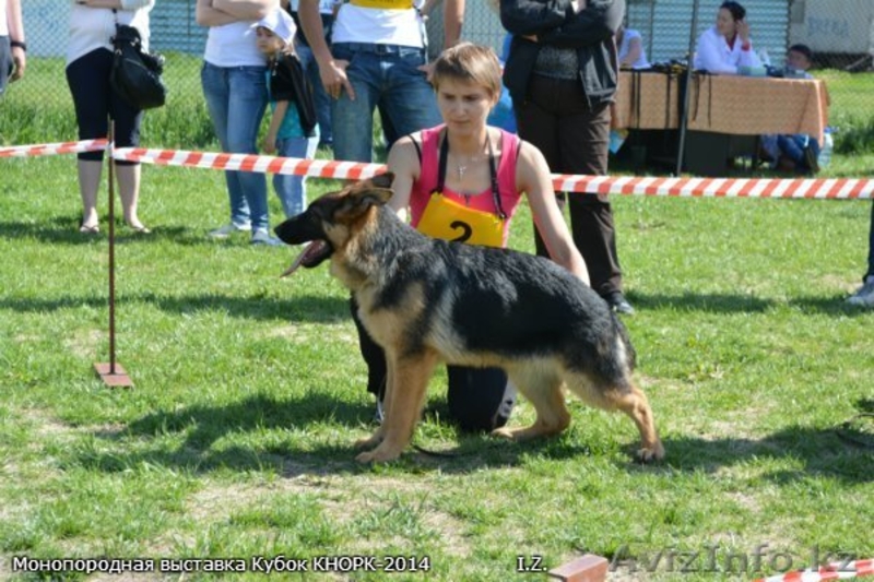 Продам щенка немецкой овчарки. От ипмортной пары - Изображение #1, Объявление #1096952