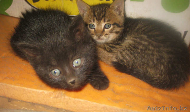Бесплатно, даром, котята 4 мальчика и одна принцесса. - Изображение #3, Объявление #1090970