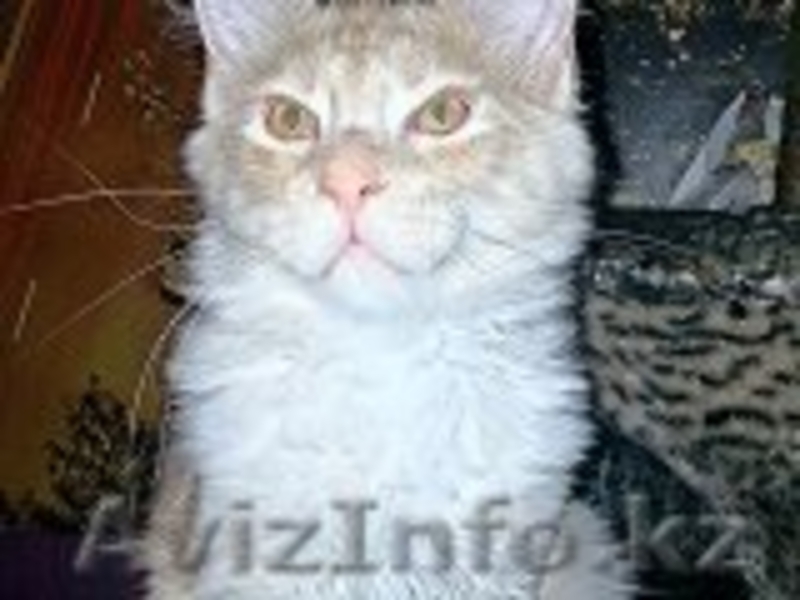 котята Мейн Кун из питомника г.Алматы - Изображение #3, Объявление #1092580